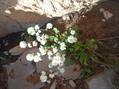 Graellsia saxifragifolia